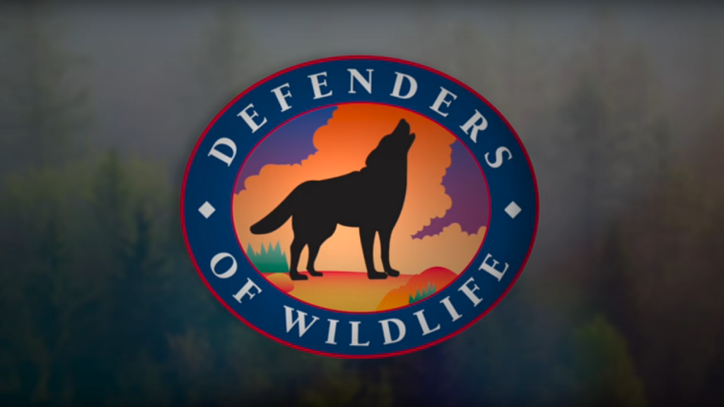 Defenders Of Wildlife Narrative — John Drew